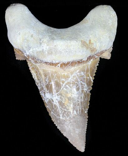 Auriculatus Shark Tooth (Restored Tip) - Dakhla, Morocco #58418